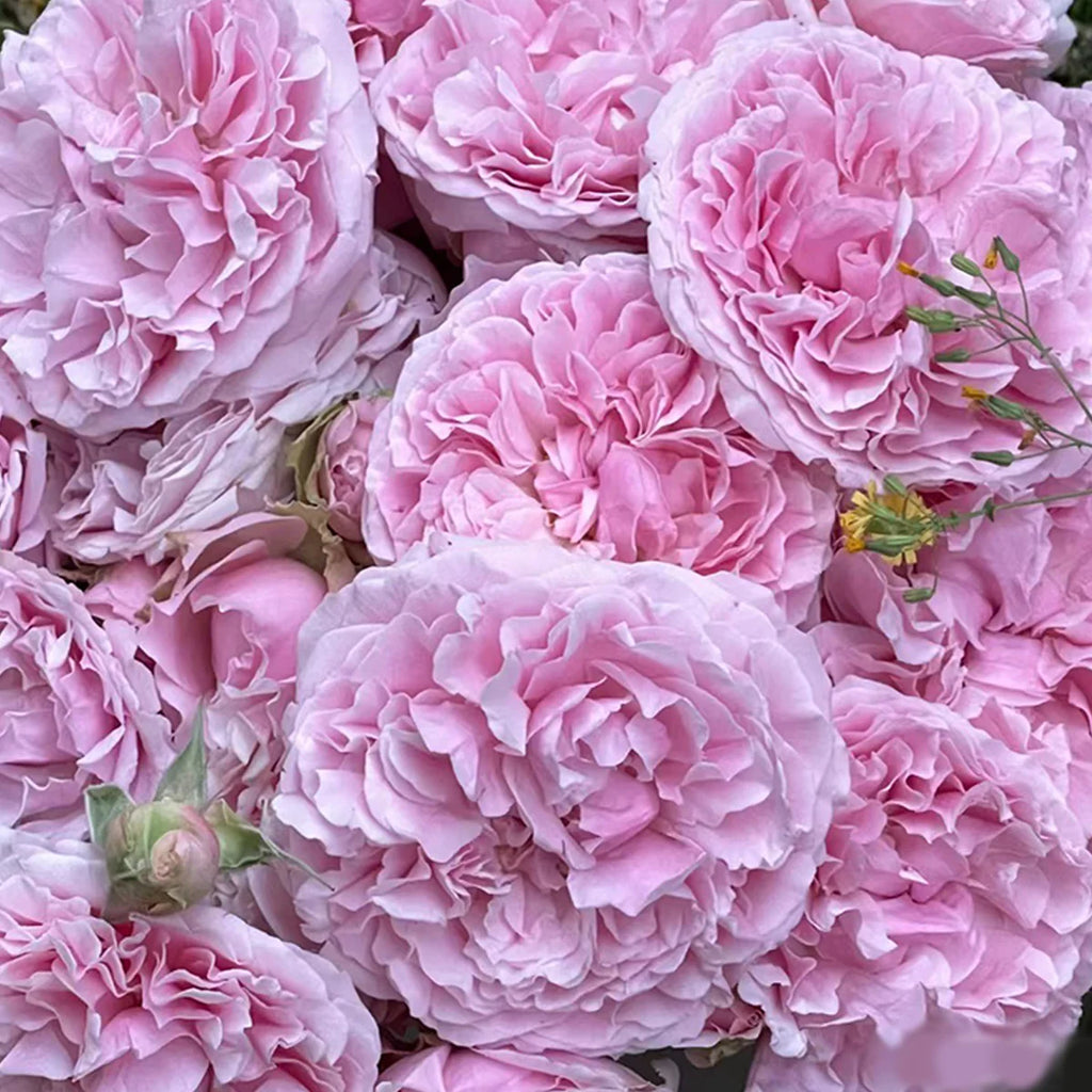 AUSimmon – Cherry-Pink English Wedding Rose by David Austin (Own Root)