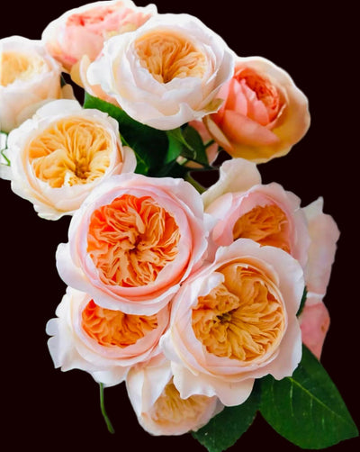 AUSjameson – Deep Peach-Apricot English Wedding Rose (Own Root)