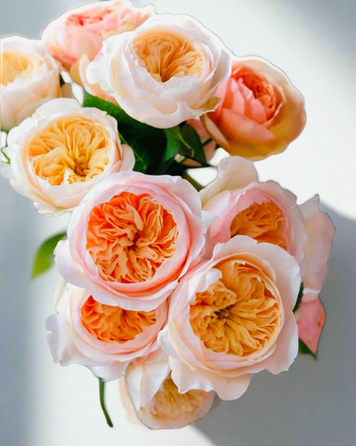 AUSjameson – Deep Peach-Apricot English Wedding Rose (Own Root)