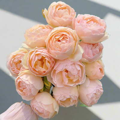 AUSjo – Soft Yellow English Shrub Rose by David Austin (Own Root)