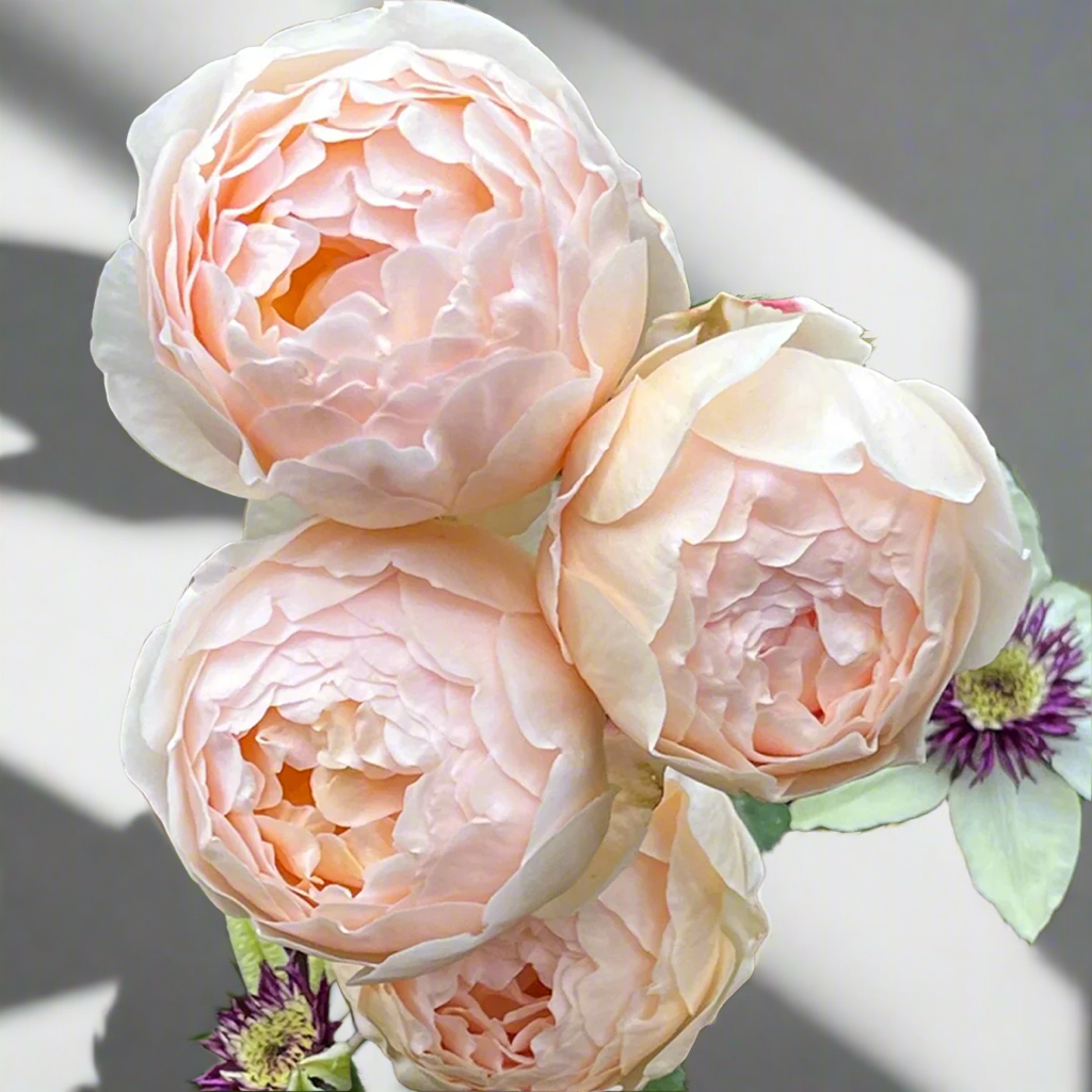 AUSjo – Soft Yellow English Shrub Rose by David Austin (Own Root)