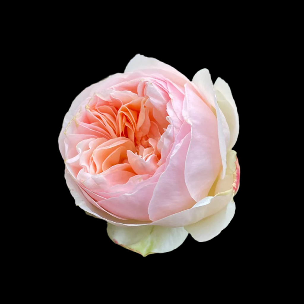 AUSjo – Soft Yellow English Shrub Rose by David Austin (Own Root)
