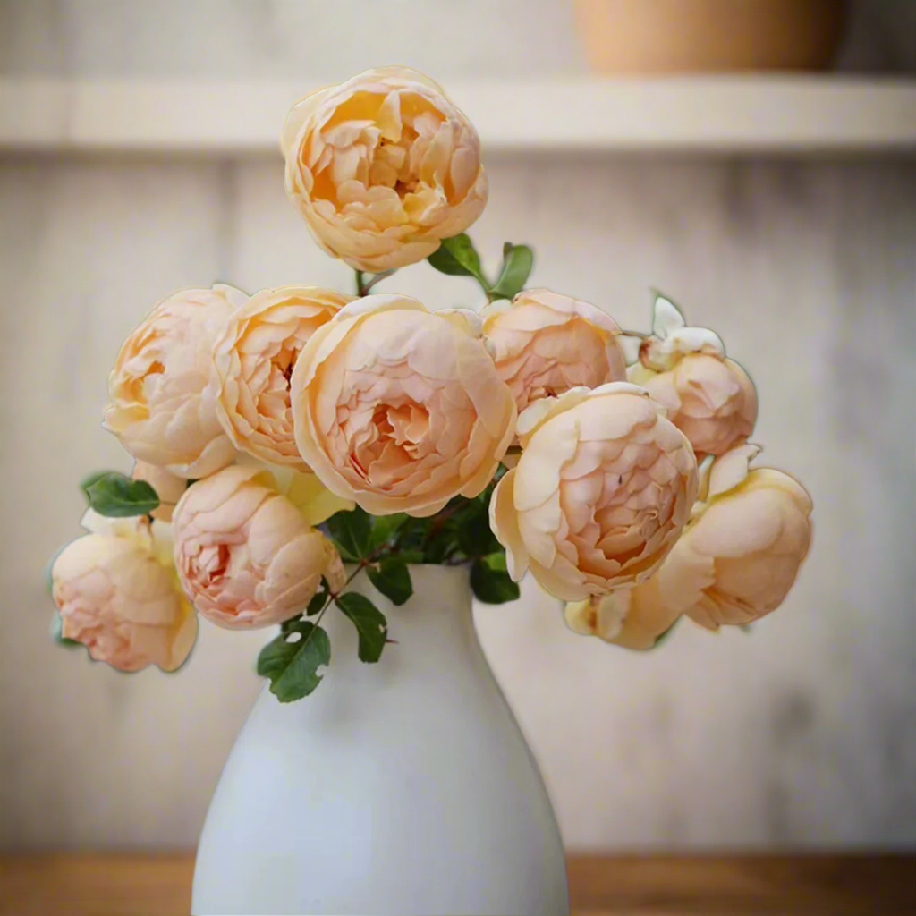 AUSjo – Soft Yellow English Shrub Rose by David Austin (Own Root)