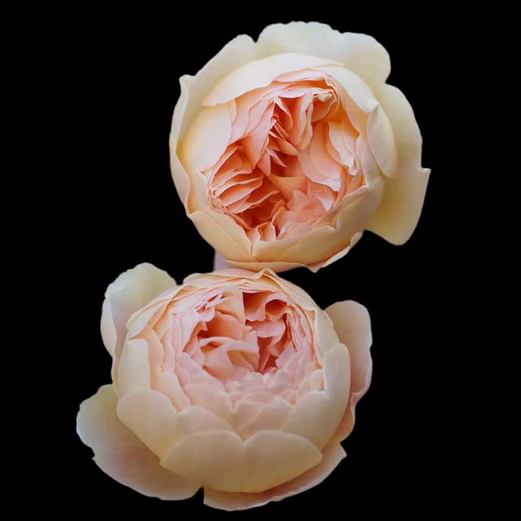 AUSjo – Soft Yellow English Shrub Rose by David Austin (Own Root)