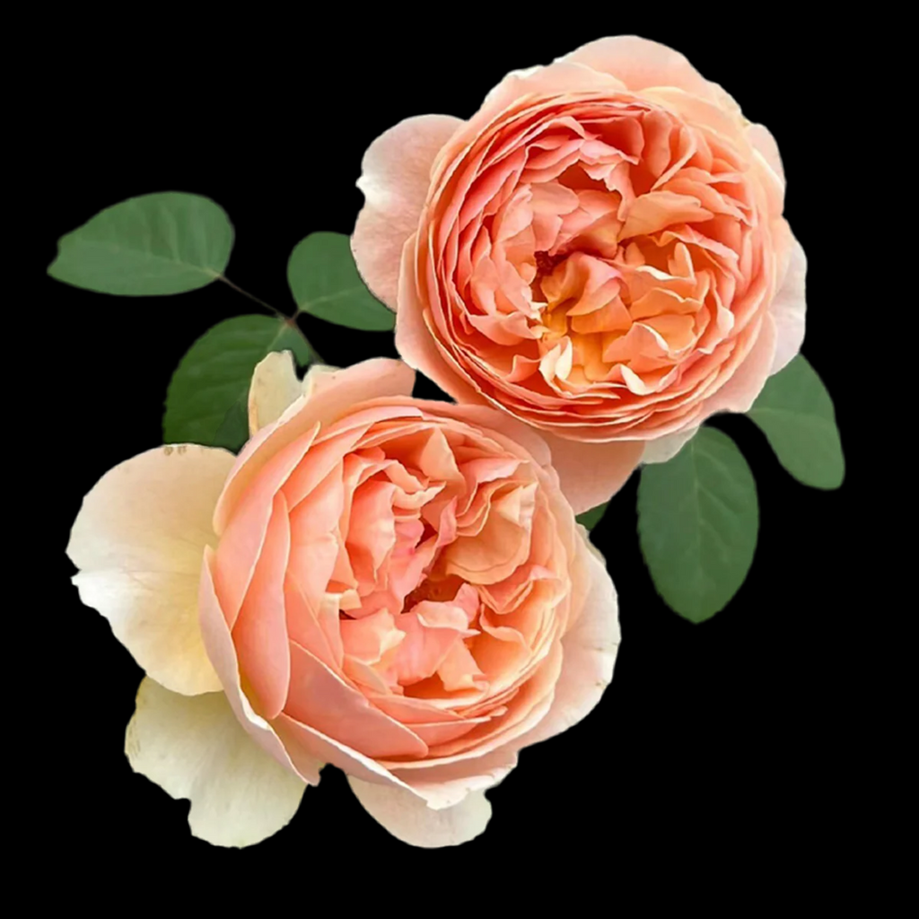AUSjo – Soft Yellow English Shrub Rose by David Austin (Own Root)