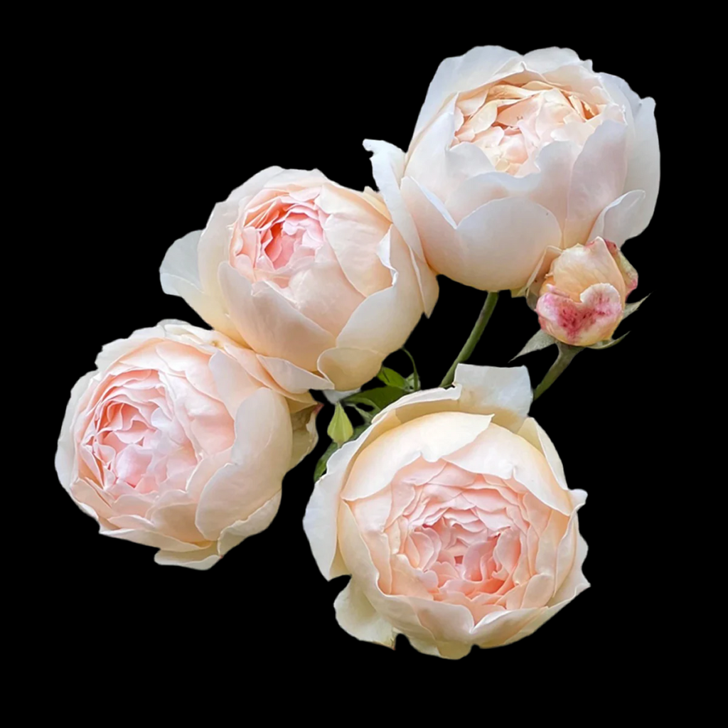 AUSjo – Soft Yellow English Shrub Rose by David Austin (Own Root)