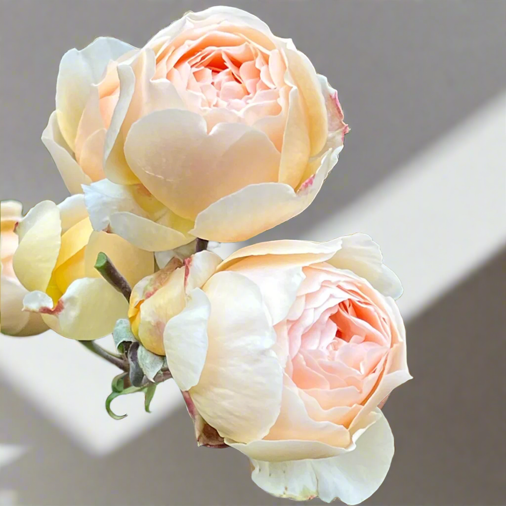 AUSjo – Soft Yellow English Shrub Rose by David Austin (Own Root)