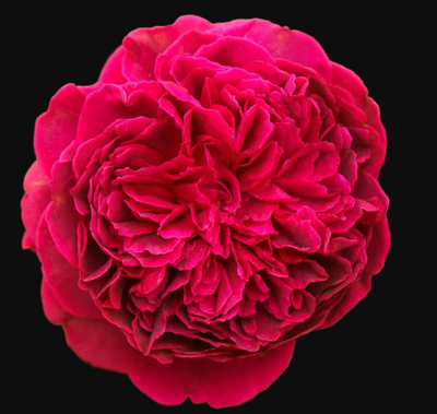 AUSromeo – Fragrant Red English Shrub Rose by David Austin (Own Root)