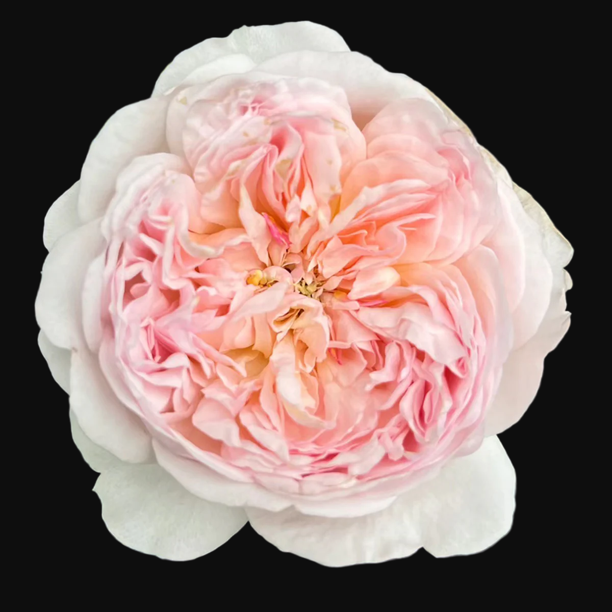 AUSsaucer – Fragrant Apricot English Shrub Rose by David Austin (Own Root)
