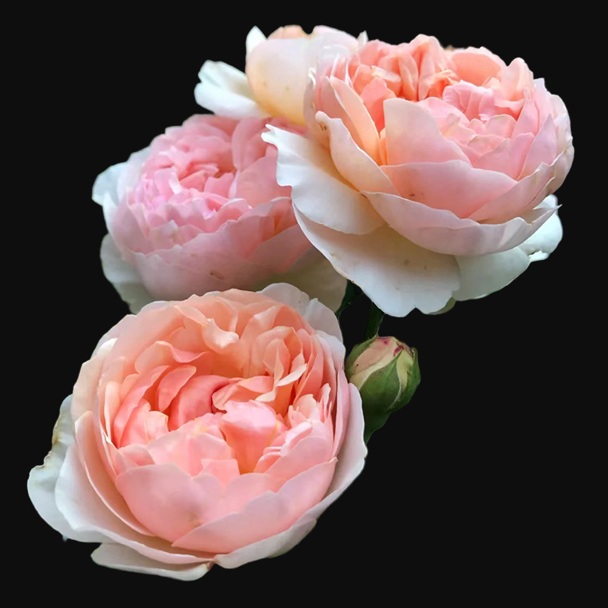 AUSsaucer – Fragrant Apricot English Shrub Rose by David Austin (Own Root)
