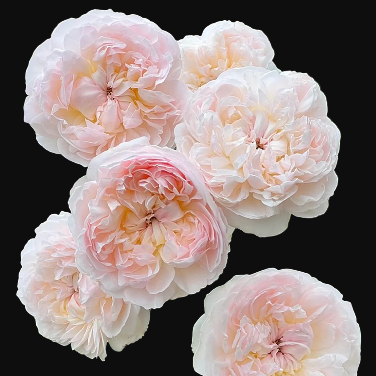 AUSsaucer – Fragrant Apricot English Shrub Rose by David Austin (Own Root)