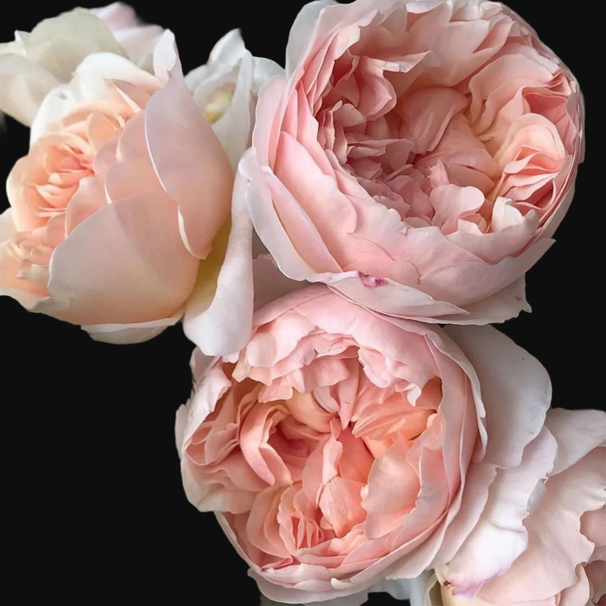 AUSsaucer – Fragrant Apricot English Shrub Rose by David Austin (Own Root)