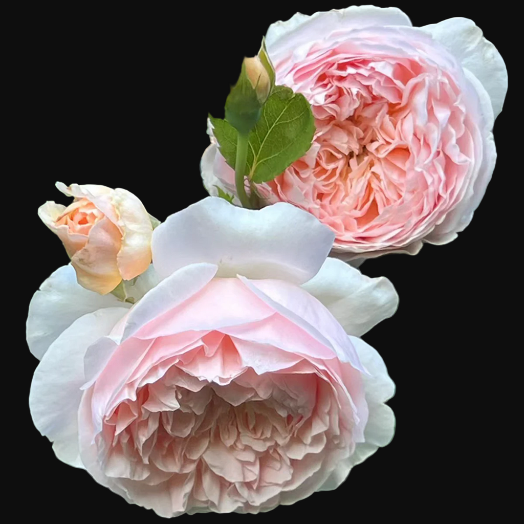 AUSsaucer – Fragrant Apricot English Shrub Rose by David Austin (Own Root)