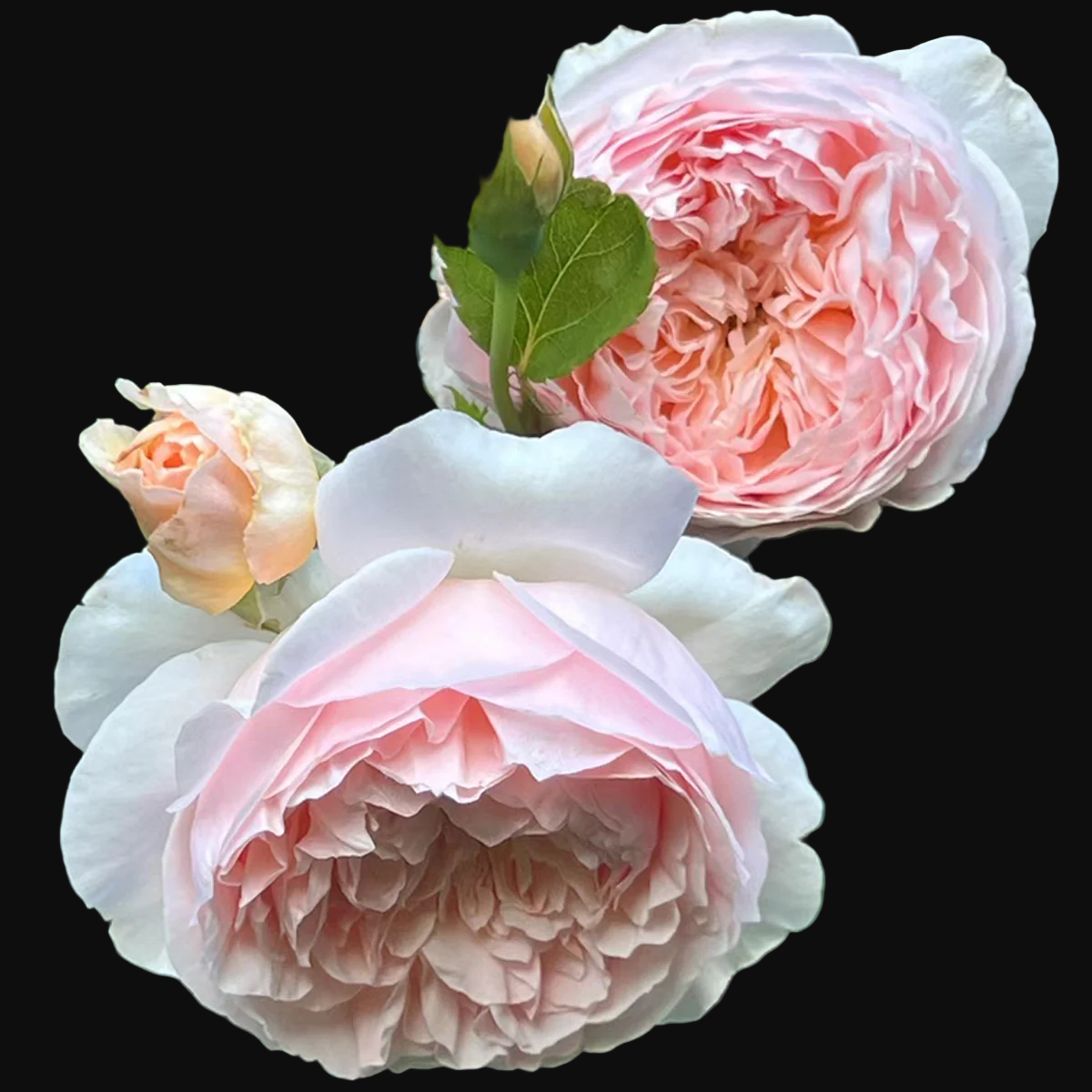 AUSsaucer – Fragrant Apricot English Shrub Rose by David Austin (Own Root)