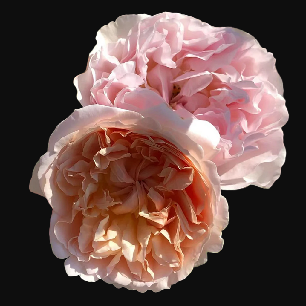 AUSsaucer – Fragrant Apricot English Shrub Rose by David Austin (Own Root)