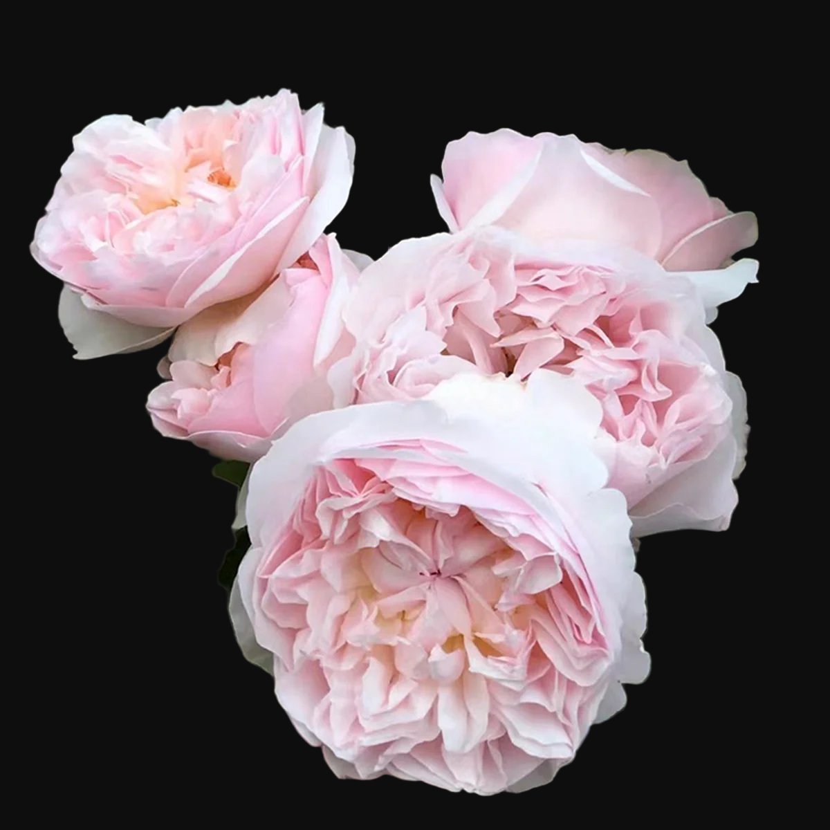 AUSsaucer – Fragrant Apricot English Shrub Rose by David Austin (Own Root)