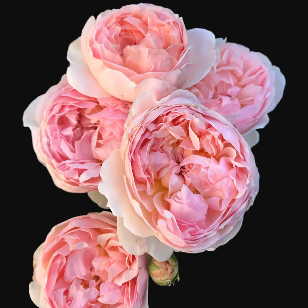 AUSsaucer – Fragrant Apricot English Shrub Rose by David Austin (Own Root)