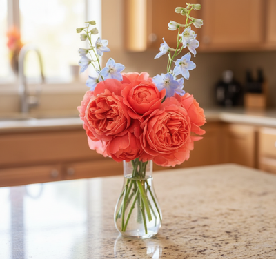 AUStango – Fragrant Orange-Red English Shrub Rose (Own Root)