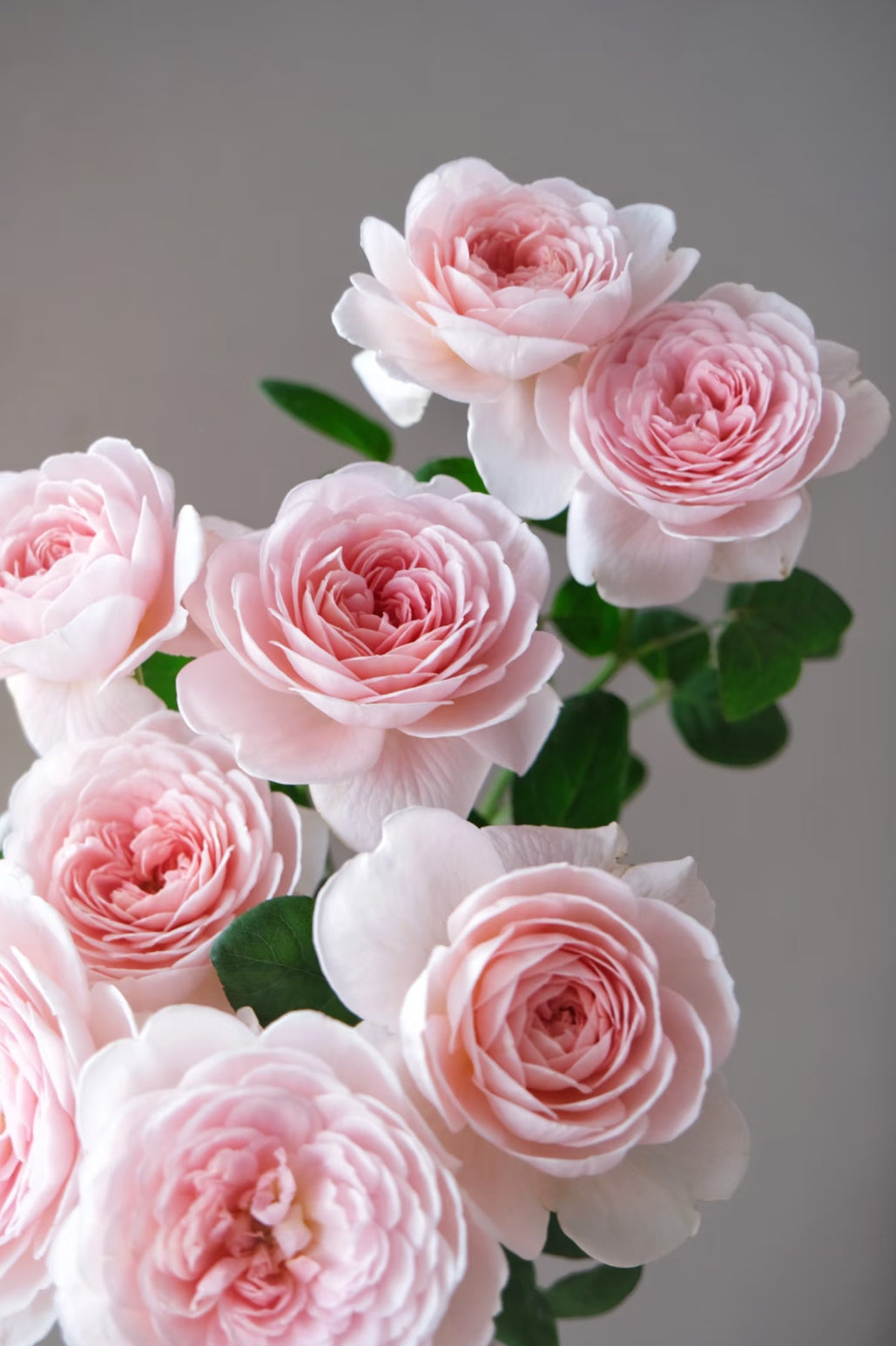 AUStiger – Blush-Pink English Shrub Rose by David Austin (Own Root)