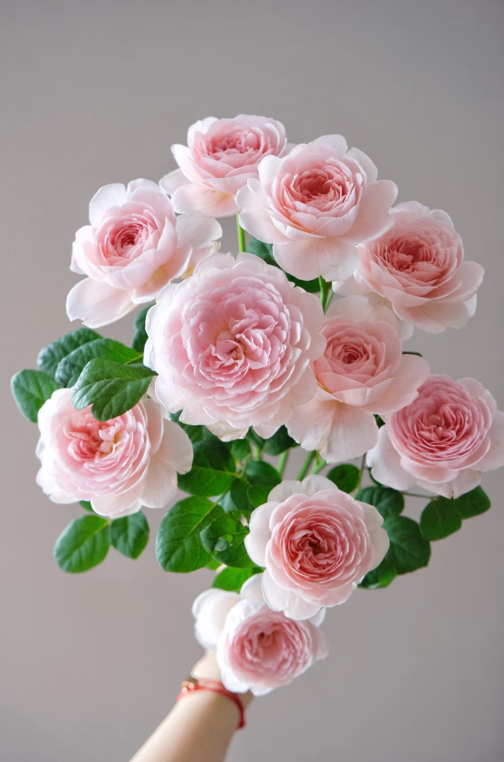 AUStiger – Blush-Pink English Shrub Rose by David Austin (Own Root)
