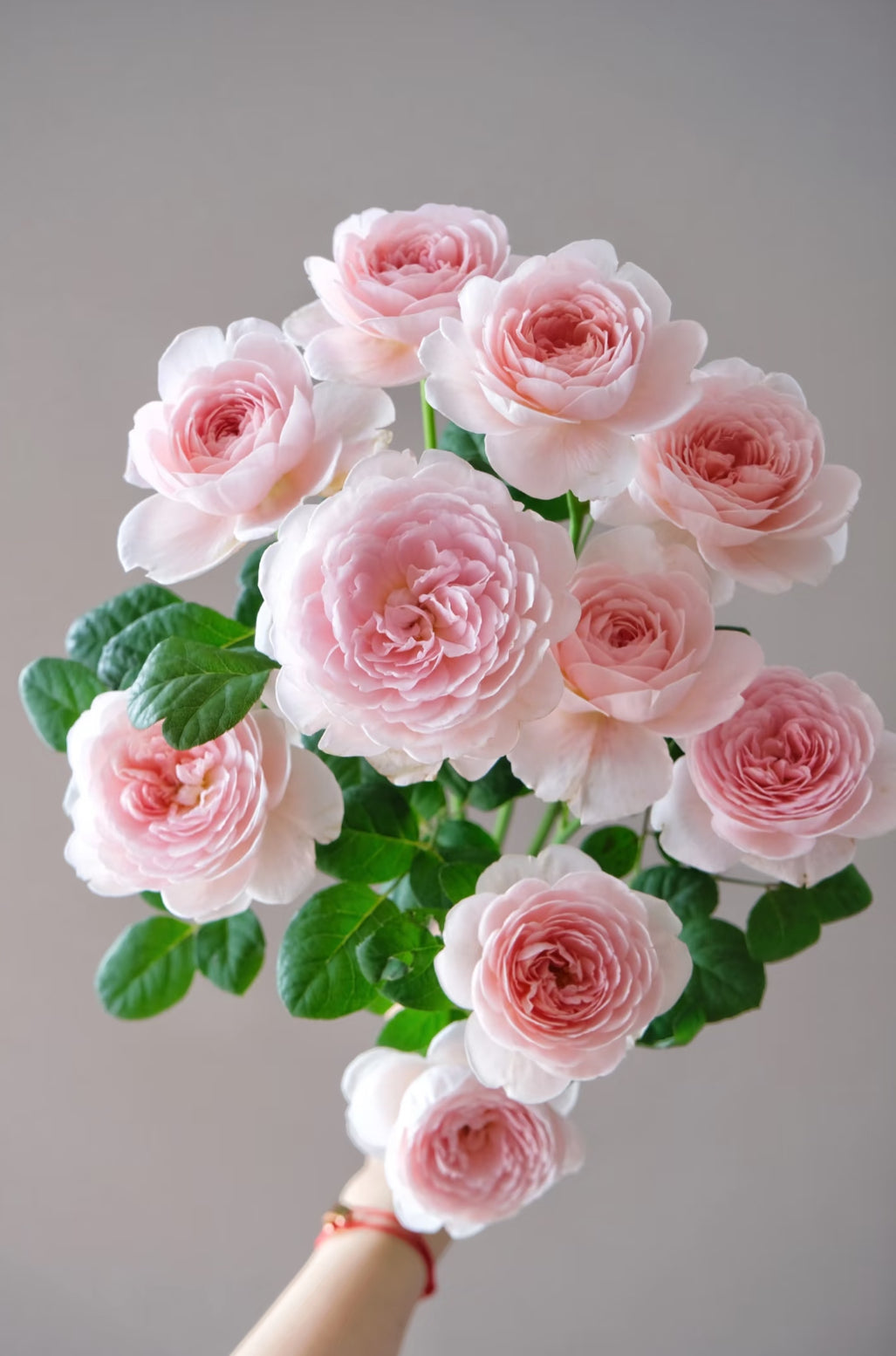 AUStiger – Blush-Pink English Shrub Rose by David Austin (Own Root)