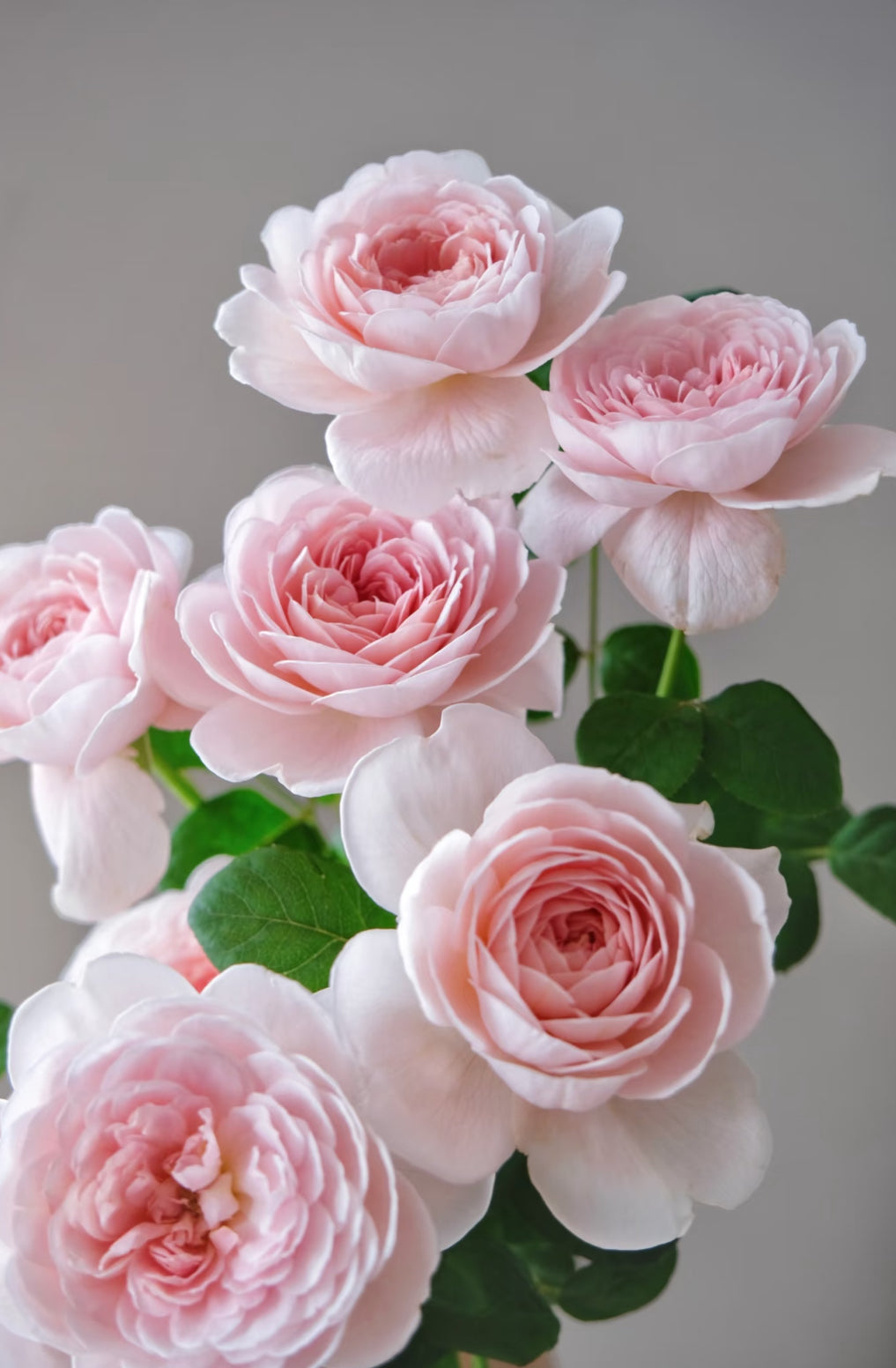 AUStiger – Blush-Pink English Shrub Rose by David Austin (Own Root)