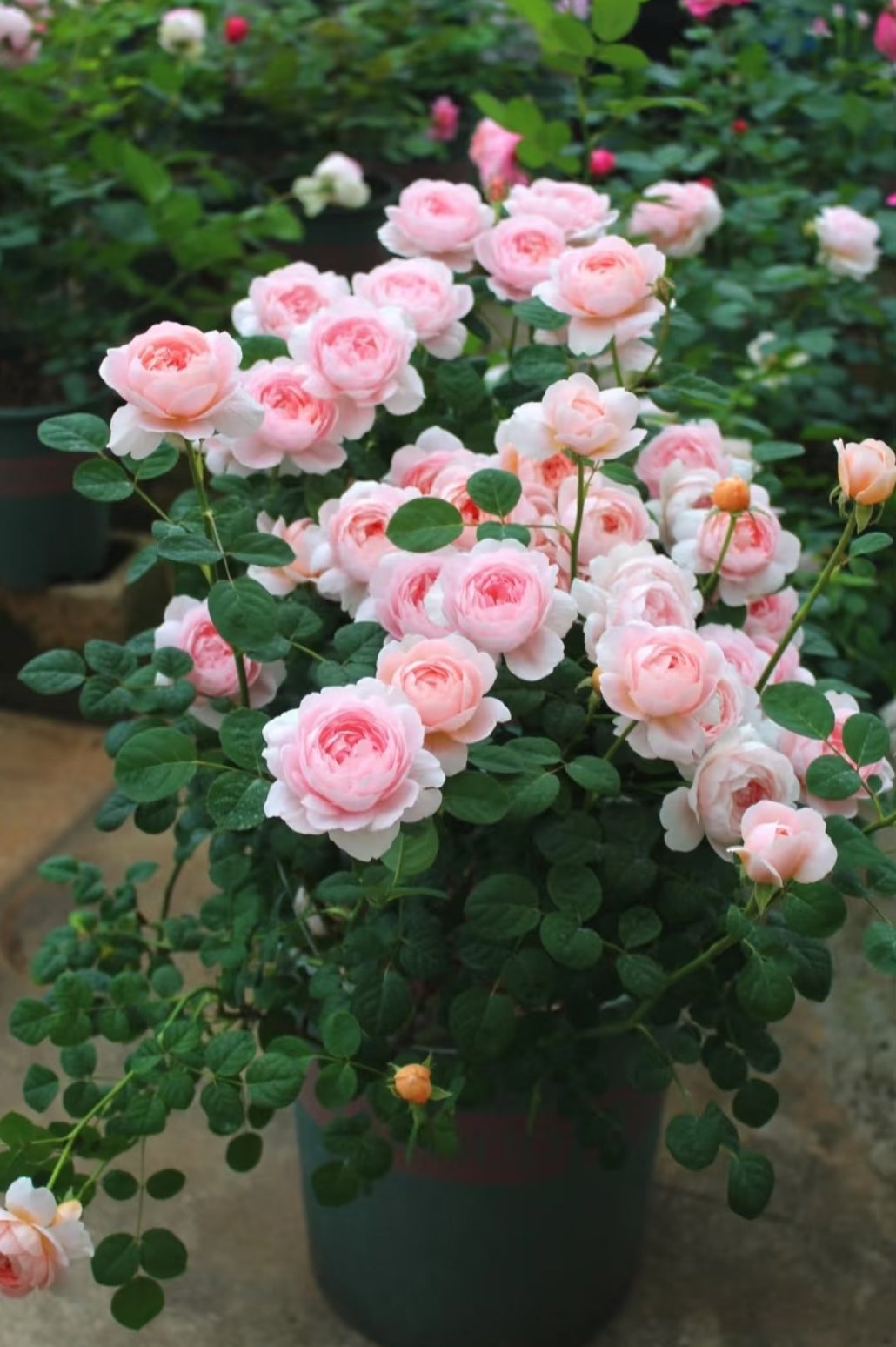 AUStiger – Blush-Pink English Shrub Rose by David Austin (Own Root)