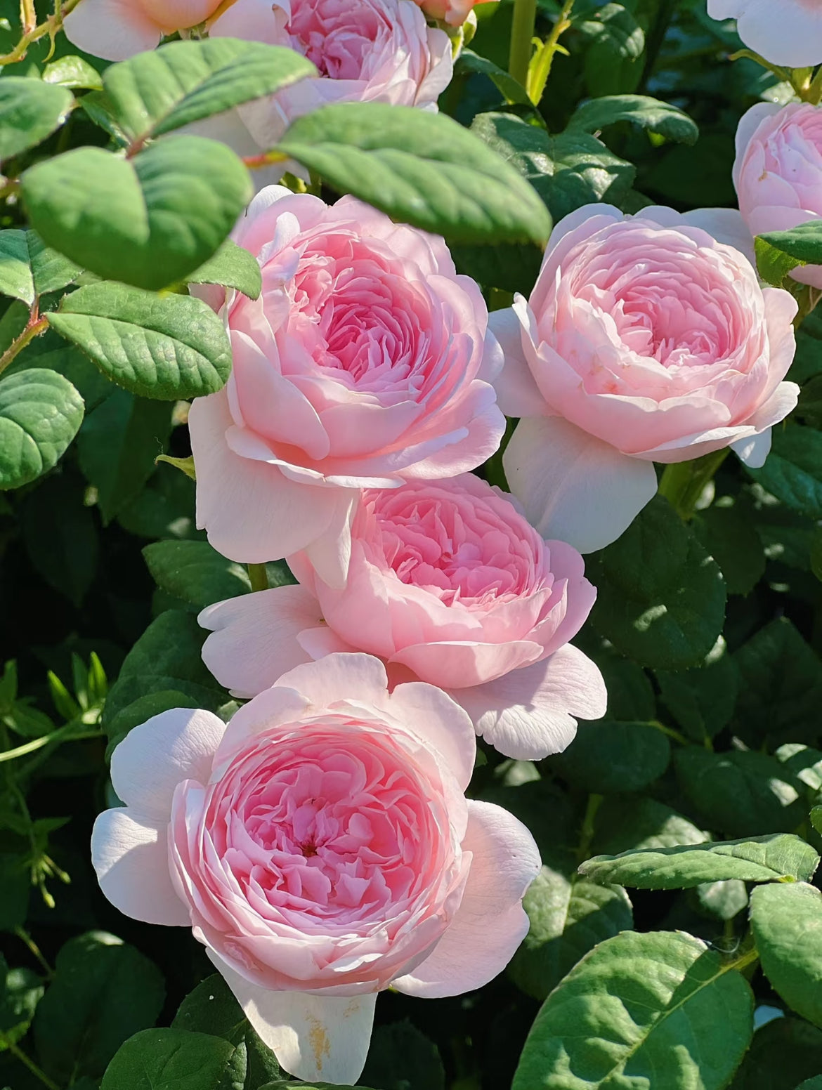 AUStiger – Blush-Pink English Shrub Rose by David Austin (Own Root)