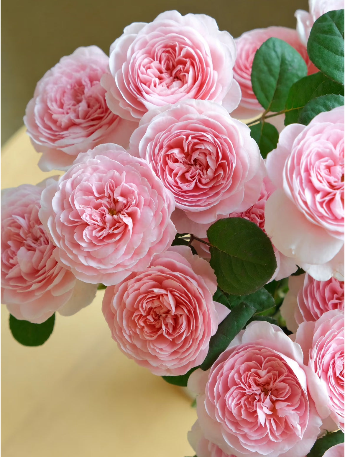 AUStiger – Blush-Pink English Shrub Rose by David Austin (Own Root)