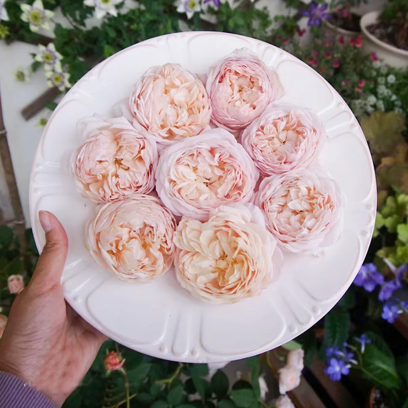 Garden Rose collection, AUSwill – Apricot-Pink English Shrub Rose by David Austin (Own Root)