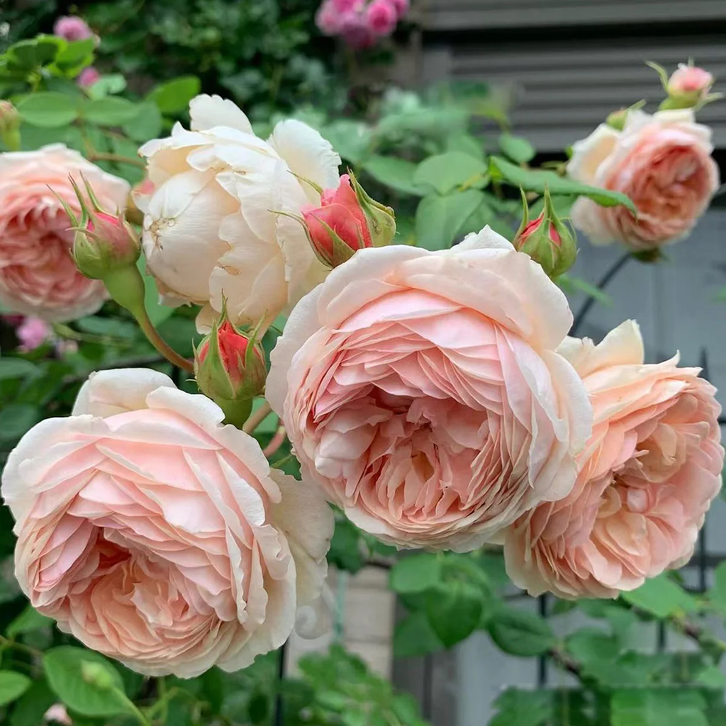 AUSwill – Apricot-Pink English Shrub Rose by David Austin (Own Root)