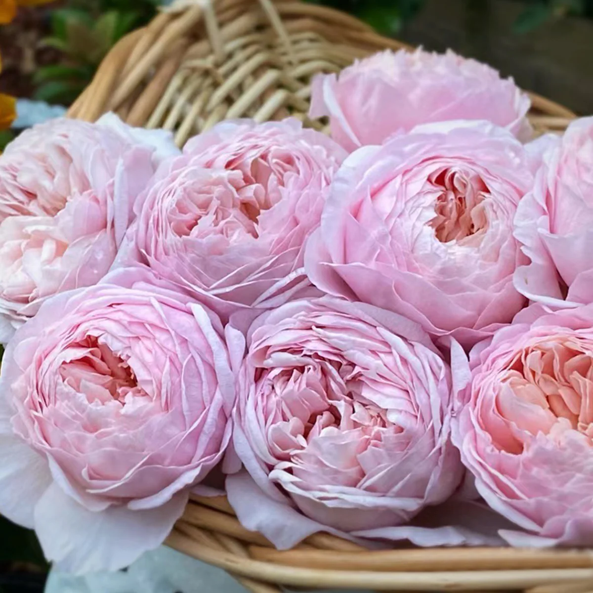 AUSwill – Apricot-Pink English Shrub Rose by David Austin (Own Root)