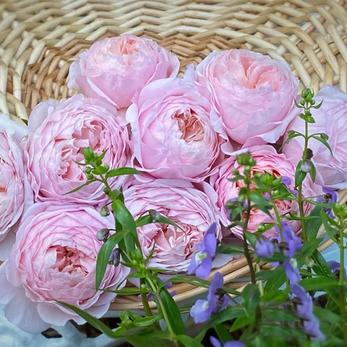 AUSwill – Apricot-Pink English Shrub Rose by David Austin (Own Root)