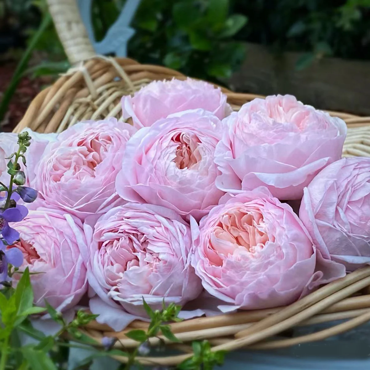AUSwill – Apricot-Pink English Shrub Rose by David Austin (Own Root)