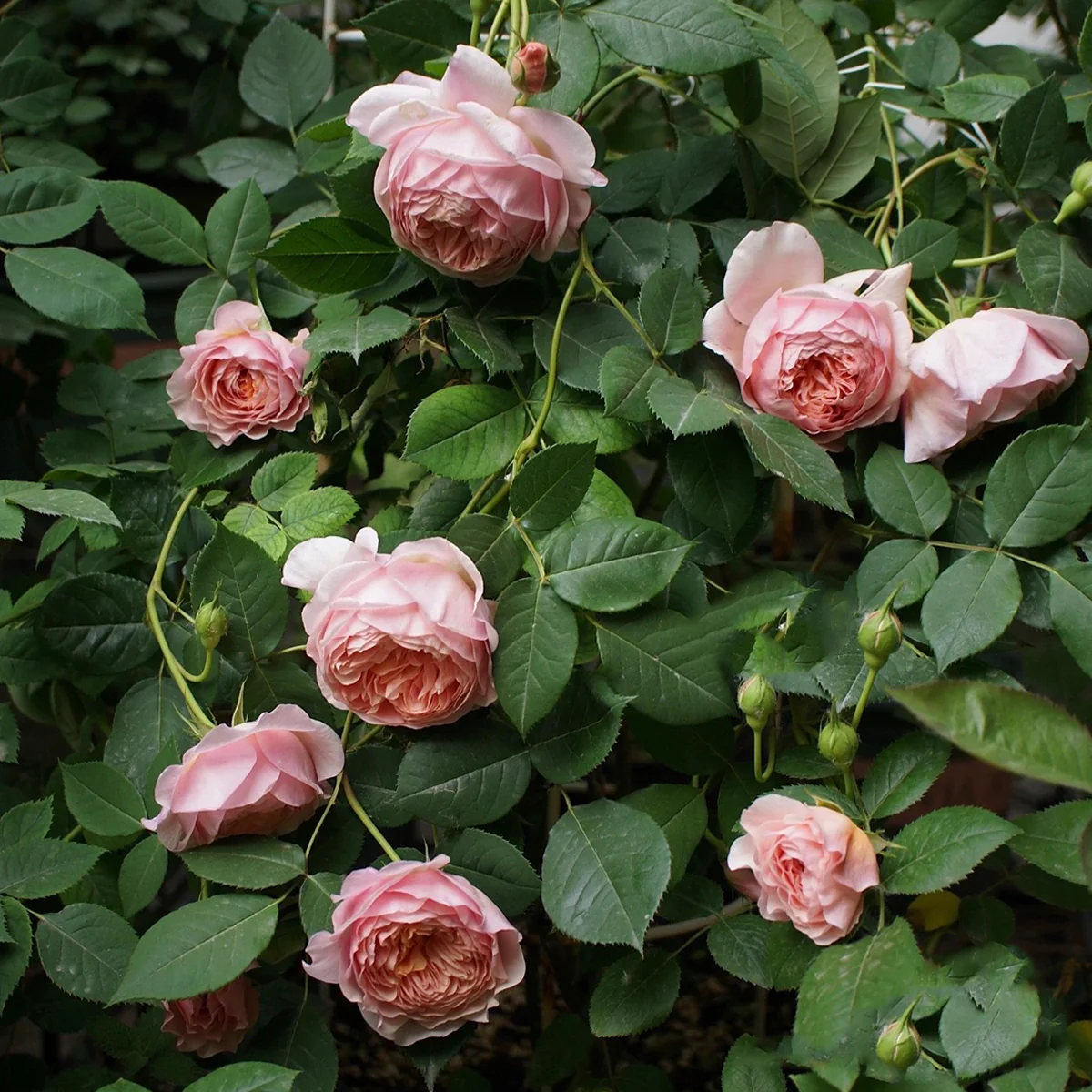 AUSwill – Apricot-Pink English Shrub Rose by David Austin (Own Root)