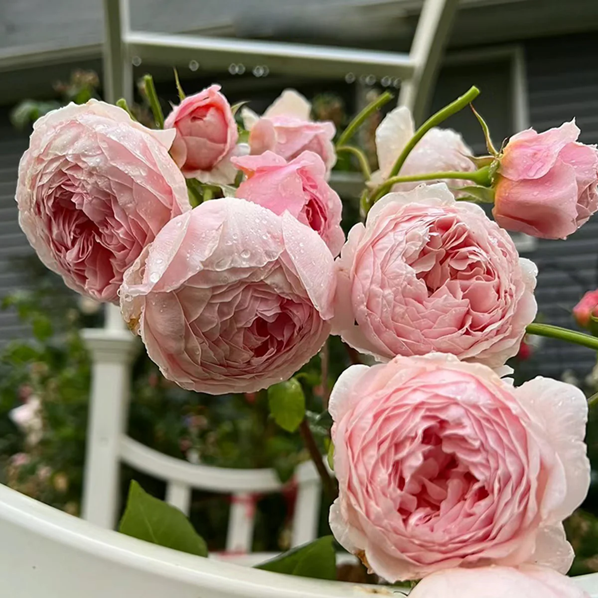 AUSwill – Apricot-Pink English Shrub Rose by David Austin (Own Root)