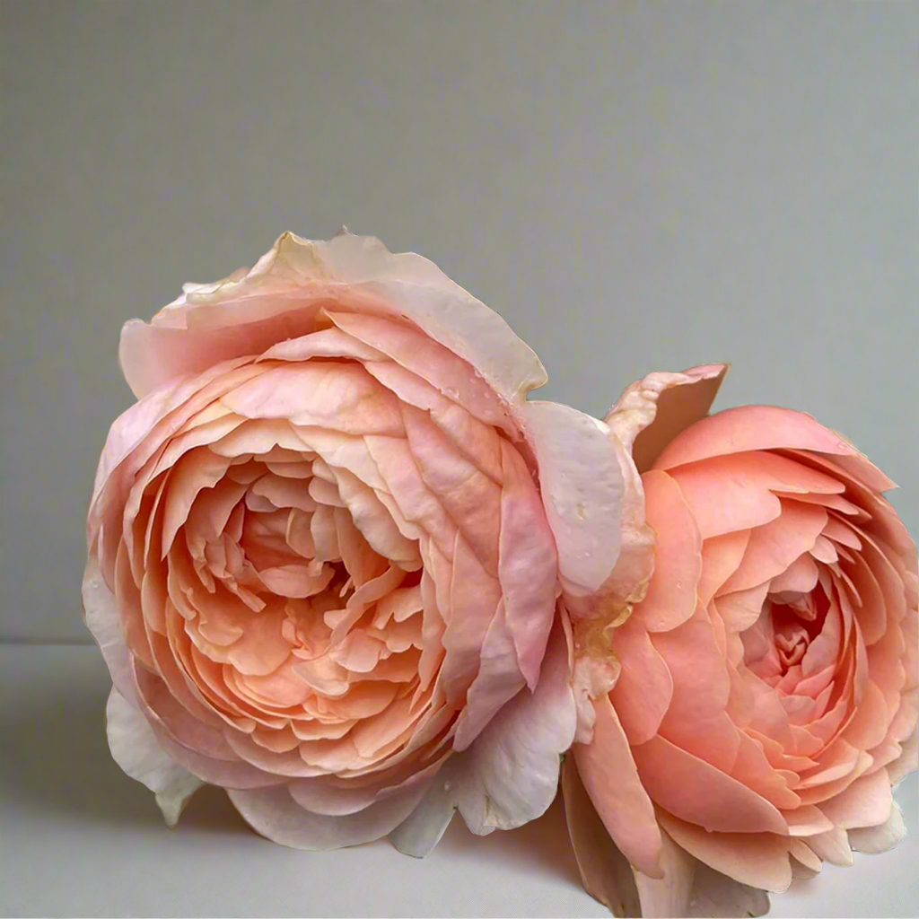 AUSwonder – Apricot-Pink English Shrub Rose by David Austin (Own Root)