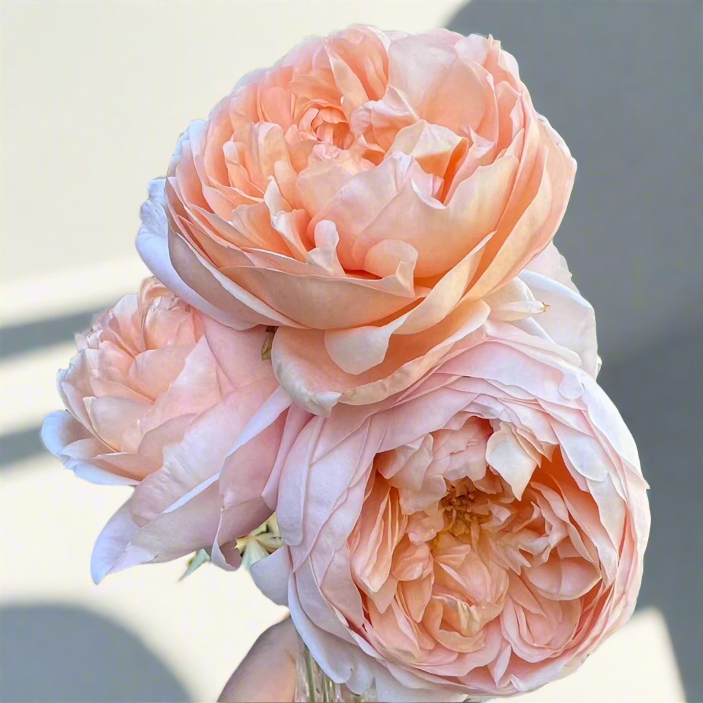 AUSwonder – Apricot-Pink English Shrub Rose by David Austin (Own Root)