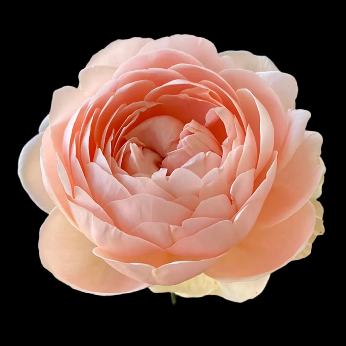 AUSwonder – Apricot-Pink English Shrub Rose by David Austin (Own Root)