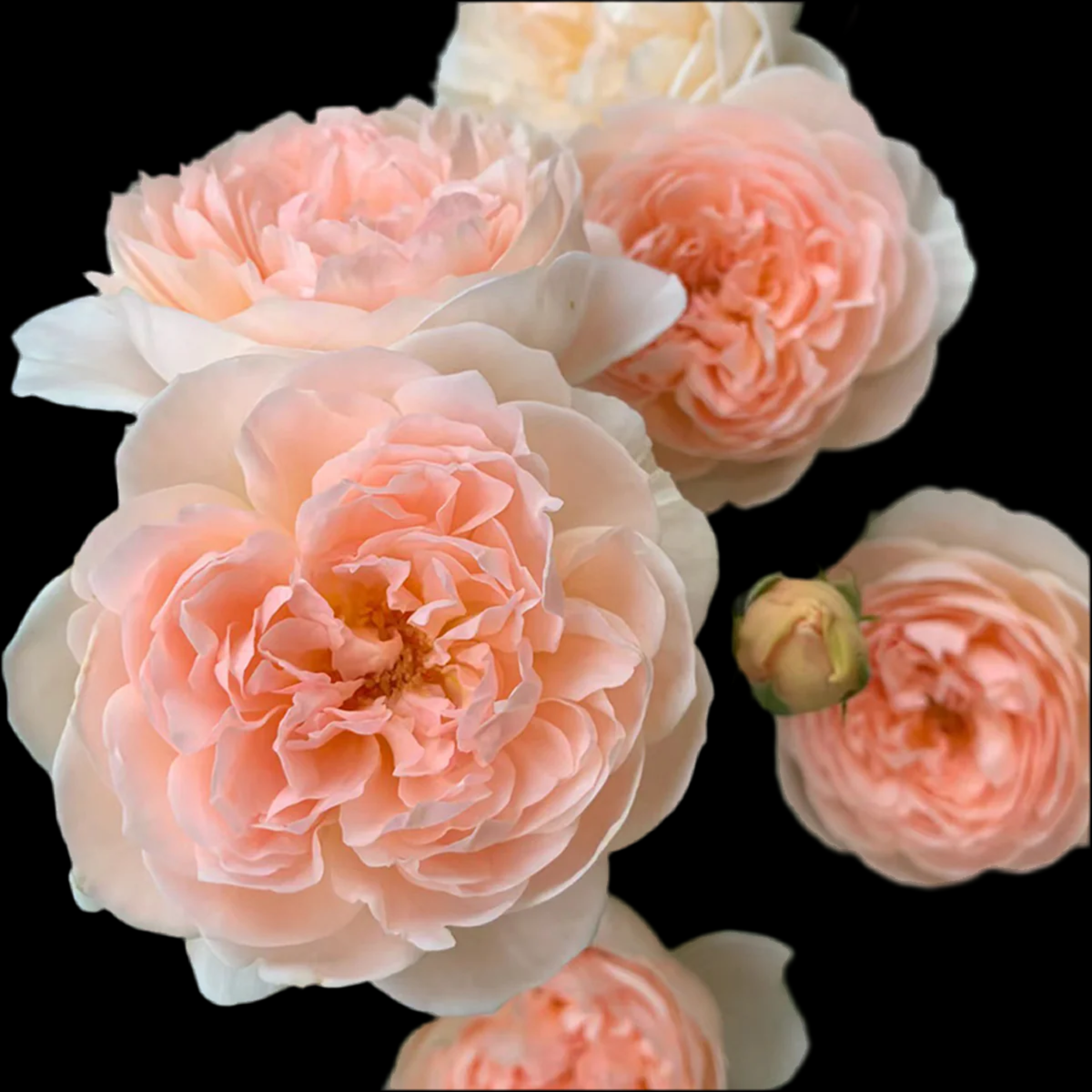 AUSwonder – Apricot-Pink English Shrub Rose by David Austin (Own Root)