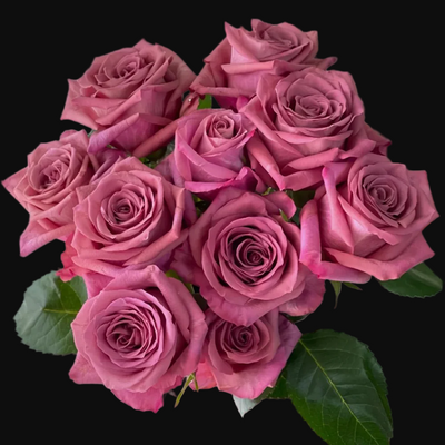 Barista – Mauve & Latte German Florist Rose (Own Root)