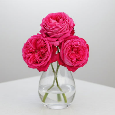 Baronesse – Fragrant Pink German Floribunda Rose (Own Root)