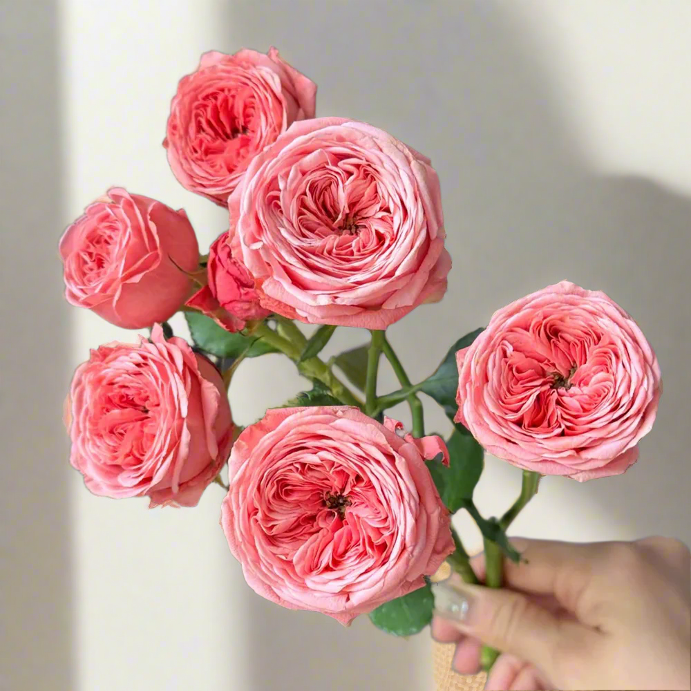 Bella Trendsetter – Peach & Orange Dutch Florist Rose (Own Root)