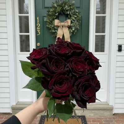 Black Baccara – Velvety Red French Florist Rose (Own Root)
