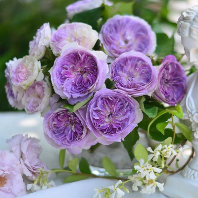 Blue Moon Stone – Fragrant Lavender Japanese Shrub Rose (Own Root)