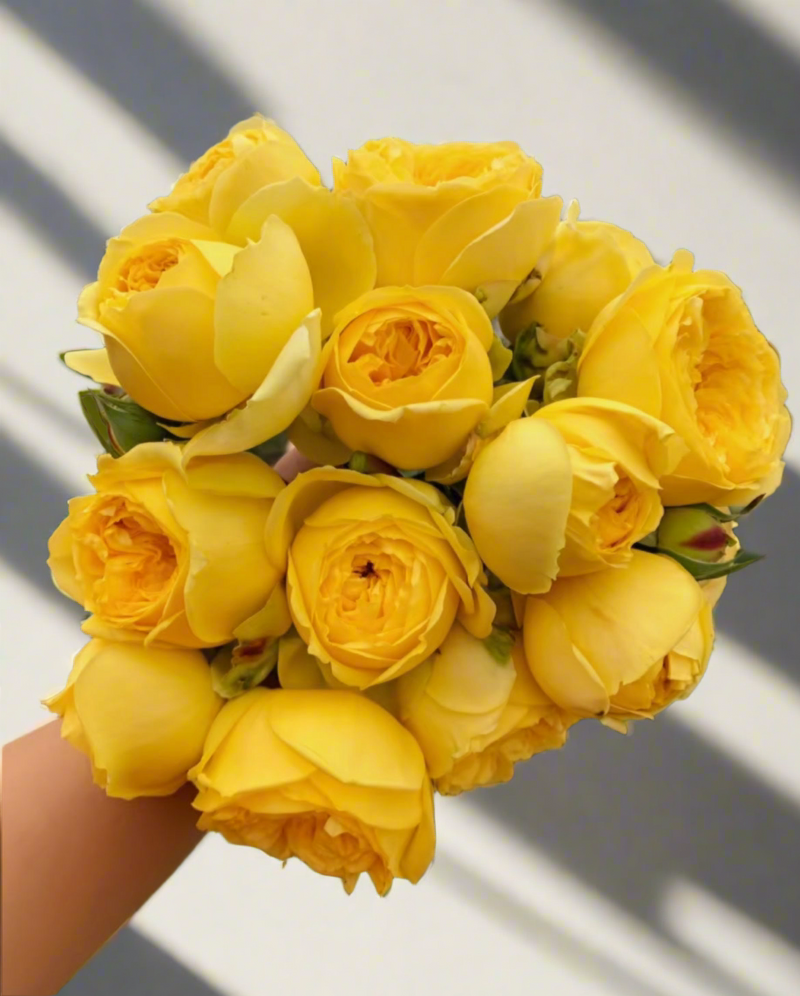 Florist Rose collection, Catalina – Yellow & Green Dutch Florist Rose (Own Root)
