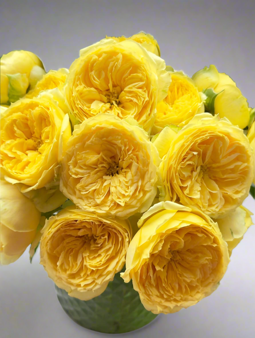 Catalina – Yellow & Green Dutch Florist Rose (Own Root)