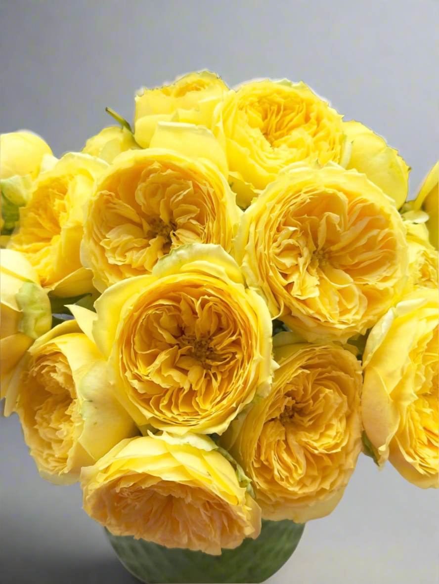 Catalina – Yellow & Green Dutch Florist Rose (Own Root)