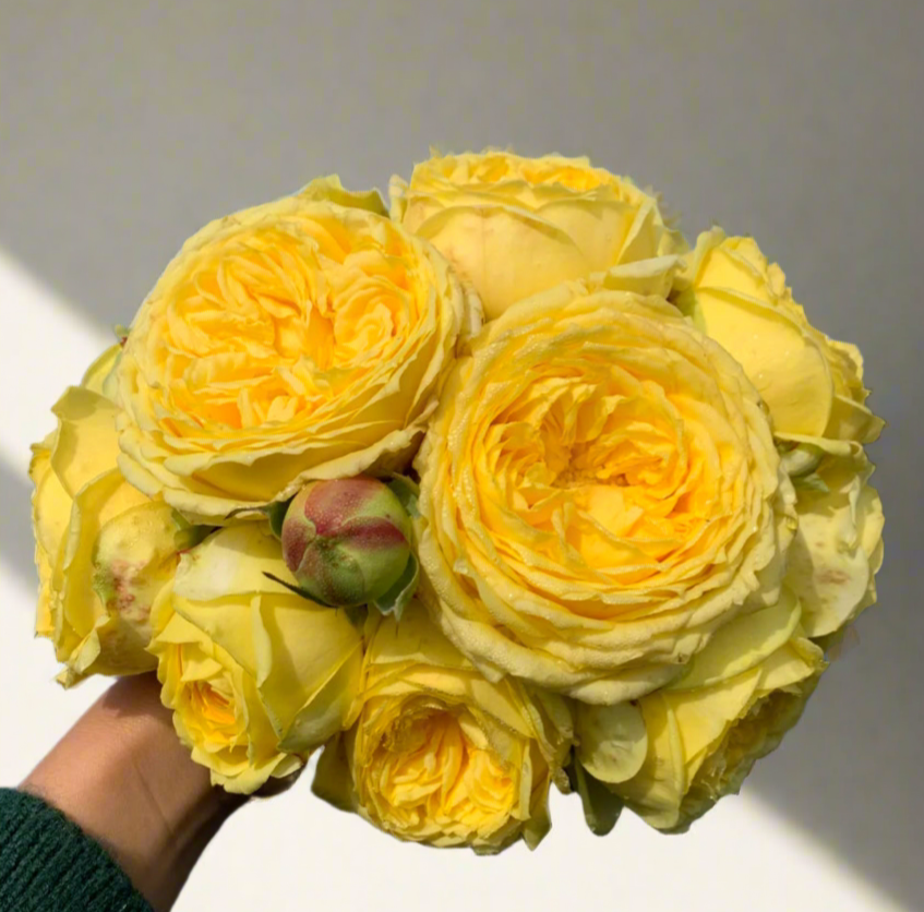 Catalina – Yellow & Green Dutch Florist Rose (Own Root)