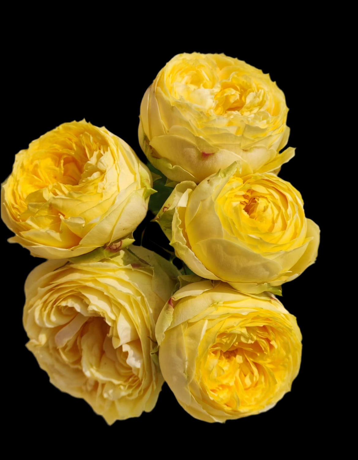 Catalina – Yellow & Green Dutch Florist Rose (Own Root)